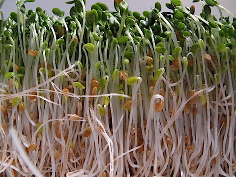 Clover Sprouts - Red Clover