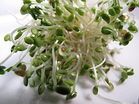 Clover Sprouts - Red Clover