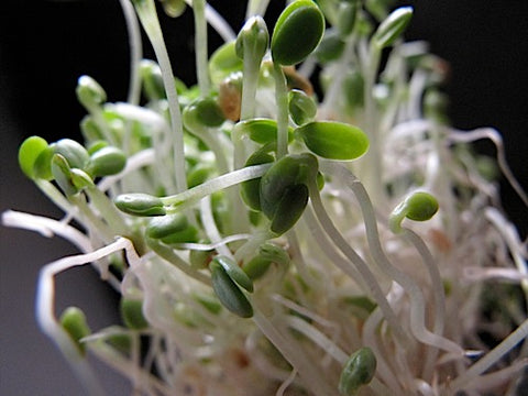 Clover Sprouts - Red Clover