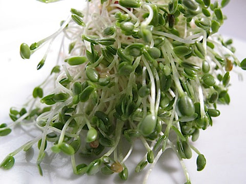 Clover Sprouts - Red Clover