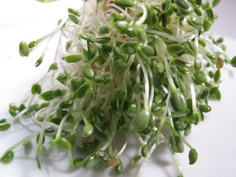 Clover Micro-Greens - Red Clover