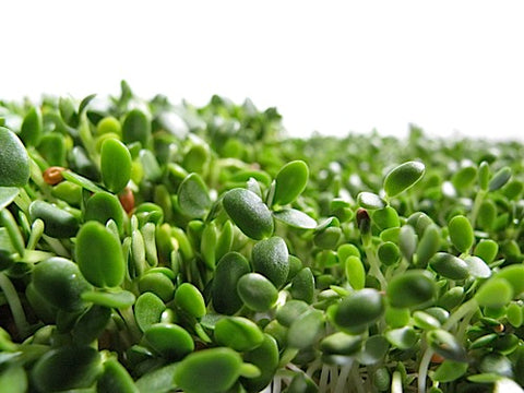 Clover Sprouts - Red Clover