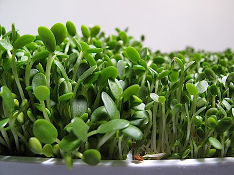 Clover Sprouts - Red Clover