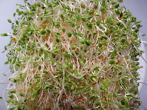 Clover Sprouts - Red Clover