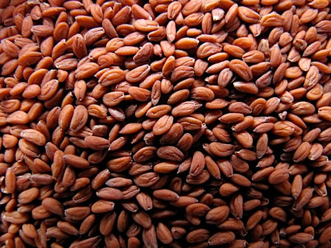 garden cress seeds whole foods Curly Cress Micro-Greens – Sproutpeople