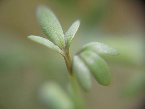 Curly Cress Micro-Greens