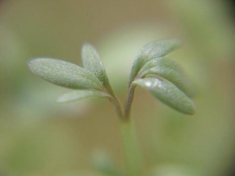 Curly Cress Micro-Greens