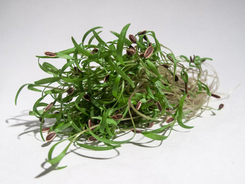 Dill Micro-Greens