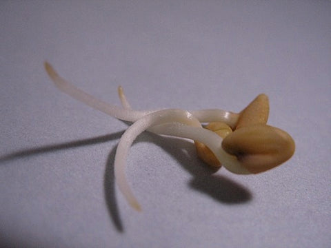 Fenugreek Sprouts