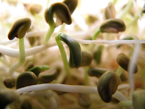 Fenugreek Sprouts