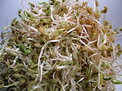 Fenugreek Sprouts