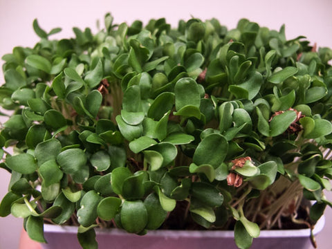 Flax Micro-Greens