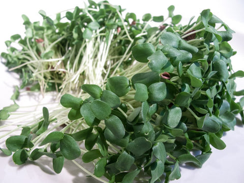 Flax Micro-Greens