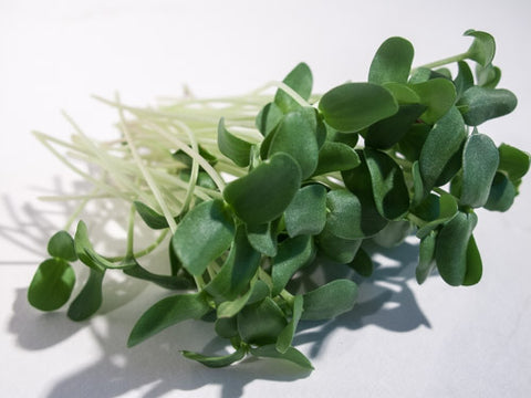 Flax Micro-Greens