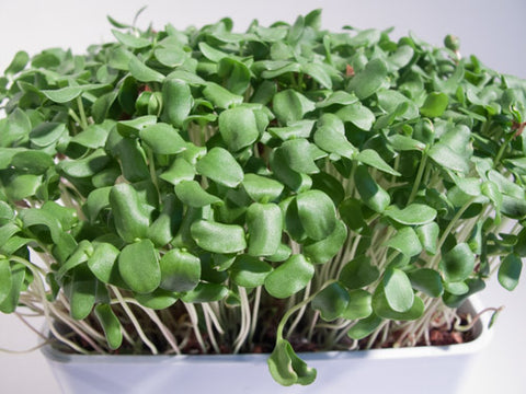 Flax Micro-Greens