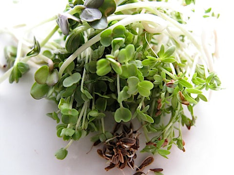 French Garden Sprout Mix