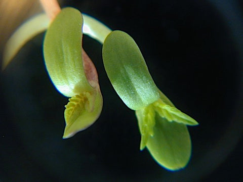 Hemp Sprouts