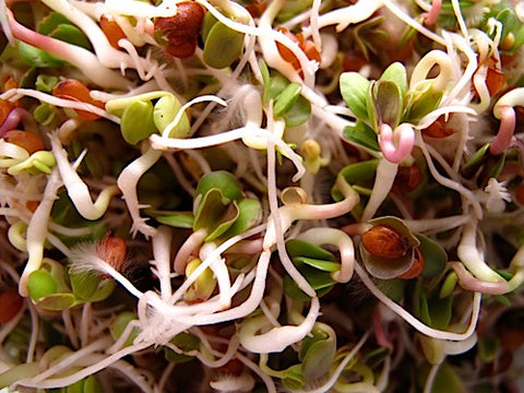 Hot Squared Sprout Mix