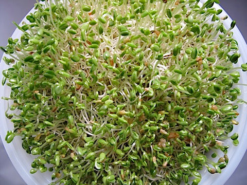 Italian Blend Sprout Mix