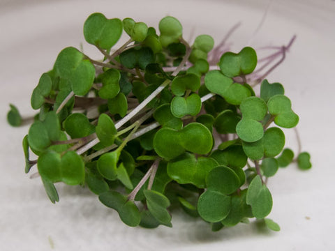 Kale Micro-Greens - Red Russian Kale