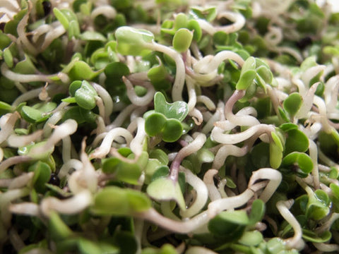 Kale Sprouts - Green Kale