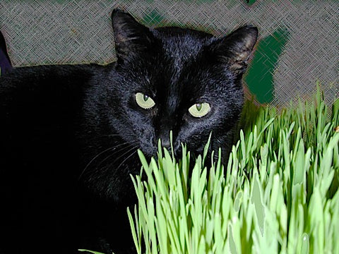 Winter Cat Grass Kit