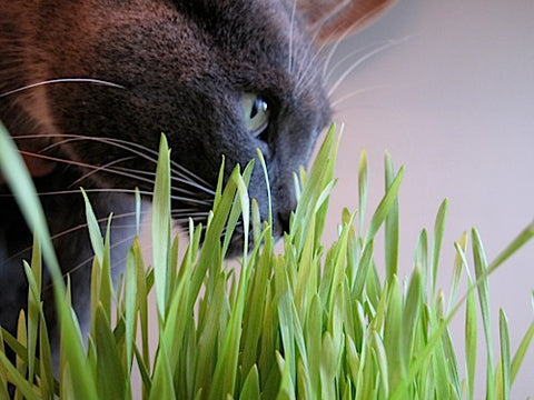 Cat Grass