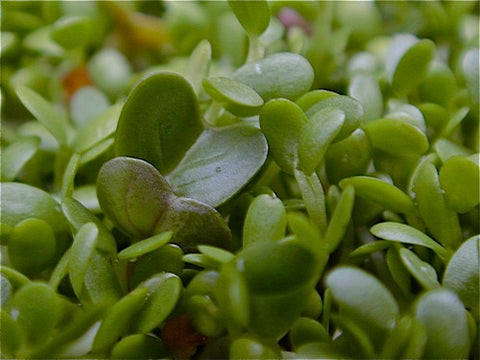 Clover Micro-Greens - Red Clover