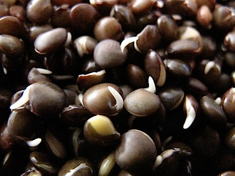 Black Lentil Sprouts