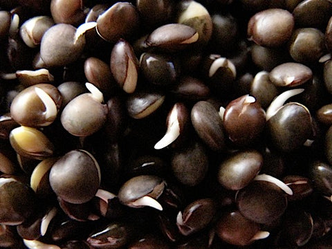 Black Lentil Sprouts