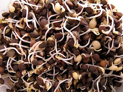 Black Lentil Sprouts