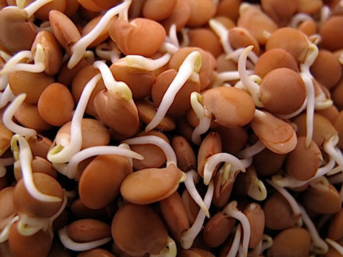 Crimson Lentil Sprouts