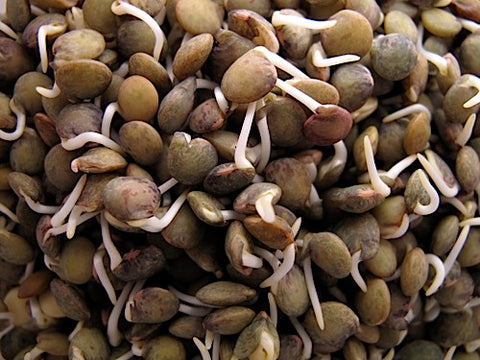 French Blue Lentil Sprouts