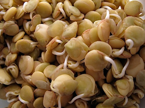 Green Lentil Sprouts