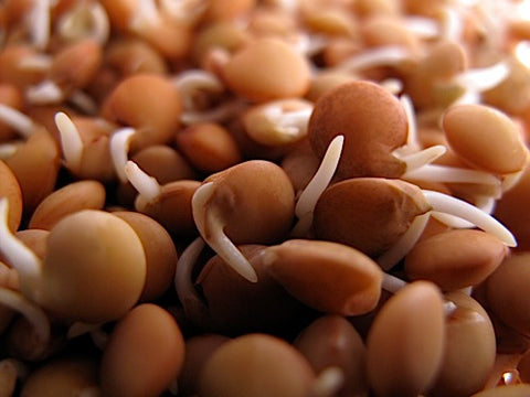 Crimson Lentil Sprouts