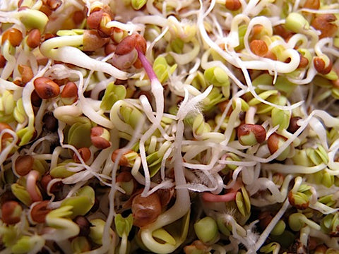 Long Life Sprout Mix