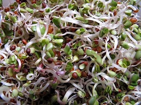 Long Life Sprout Mix