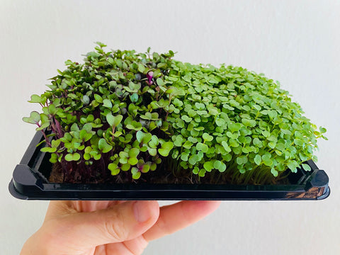 Mini Micro-Greens Kit