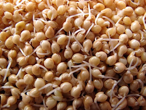 Millet Sprouts