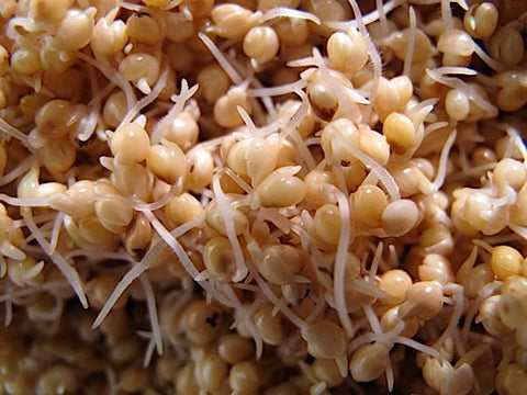 Millet Sprouts