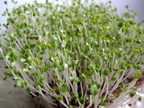 Mizuna Micro-Greens