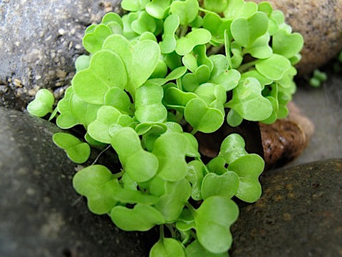 Mizuna Micro-Greens