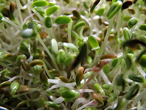 Moo Mix Sprouts