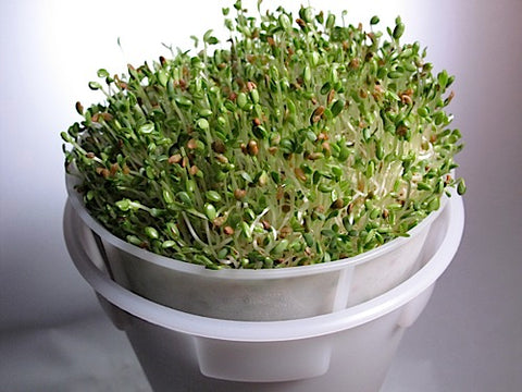 Moo Mix Sprouts