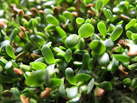 Moo Mix Sprouts