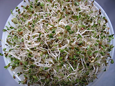 Mother's Mix Sprouts