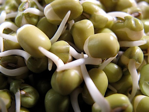 Mung Bean Sprouts