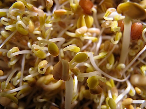 Nick's Hot Sprout Salad Mix