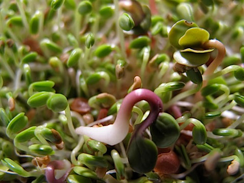 Nick's Hot Sprout Salad Mix