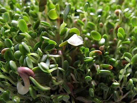 Nick's Hot Sprout Salad Mix